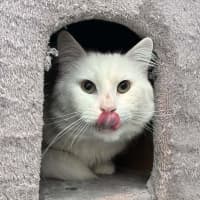 Photo of Captain