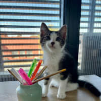 Photo of Bosco