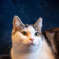 Photo of Tibby