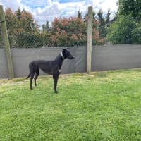 Photo of Marco …….Polo No Just Joking His Name Is Marko