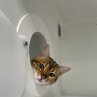 Photo of Snagglepuss