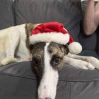 Photo of Lelani, The Greyhound