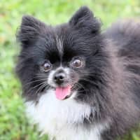 Photo of Izzy 