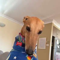 Photo of Arnold, The Greyhound