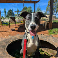 Photo of Comet
