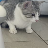 Photo of Wassabi   Now At Pet Quarters Broadmeadow 