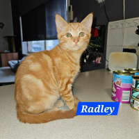 Photo of Radley**2nd Chance Cat Rescue**