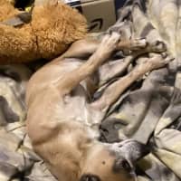 Photo of Goose And Stevie Uffelman