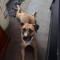 Photo of Delilah