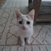 Photo of Pheonix 