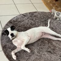 Photo of Lolly (P15)