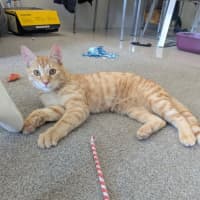 Photo of Cheerio