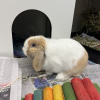 Photo of Hudson Junior