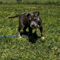 Photo of Churro (67243)