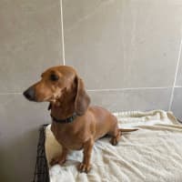 Photo of Betty And Dobbie