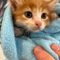 Photo of Cheeto
