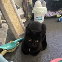 Photo of Salem