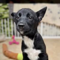 Photo of Connie   15 Week Old Border Collie X