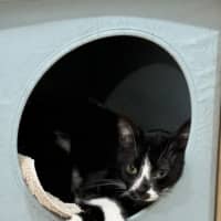 Photo of Smudge   1.5 Year Old Domestic Short Hair