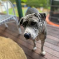 Photo of Winnie *$350 Adoption Fee*