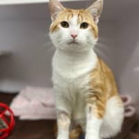 Photo of Chester