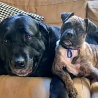 Photo of Diego   3 Month Old Staffy X Pug (Trial