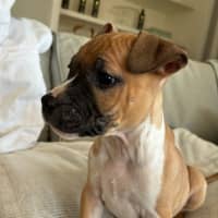 Photo of Jasper   10 Week Old Staffy X (Trial)