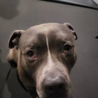 Photo of Ace