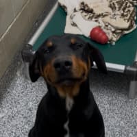 Photo of Smiley Pete