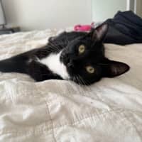Photo of Pip