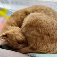 Photo of Abigail   Located In Fairfield