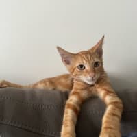 Photo of Jacuzzi   Available At Petstock Milperra