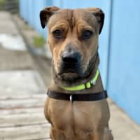 Photo of Rosco
