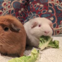 Photo of Toffee & Aidan