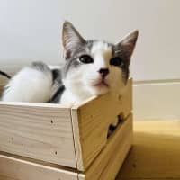 Photo of Rice   Located In Northcote