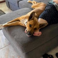 Photo of Honey
