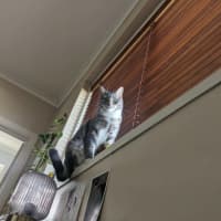 Photo of Ayaka   In Foster Care In Thornbury
