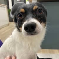 Photo of Pepsi