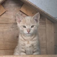 Photo of Normie