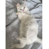 Photo of Snow White