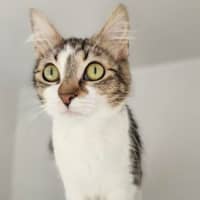 Photo of Lulu