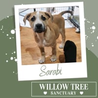 Photo of Sarabi