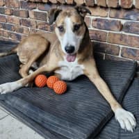 Photo of Bruce
