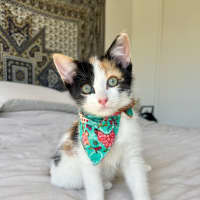 Photo of Mouse (Was Boba )