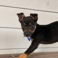Photo of Chai   8 Week Old Kelpie X (On Trial)