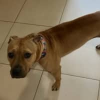 Photo of Lola