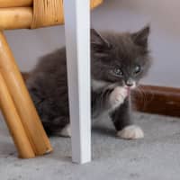 Photo of Bluey