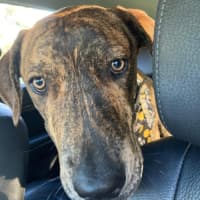 Photo of Buzz   9 Month Old Mixed Breed