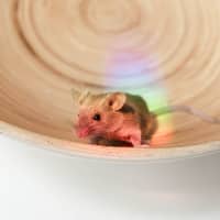 Photo of Rocky & Kinks