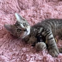 Photo of Buzz